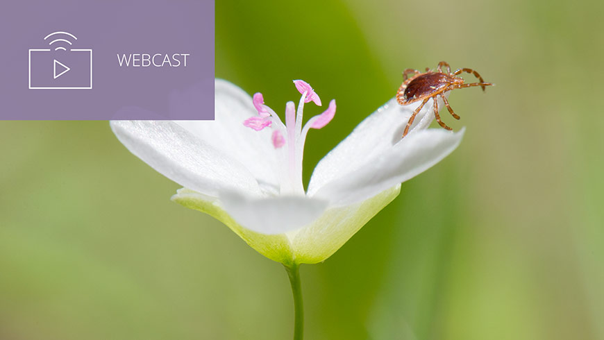 Photo of lone star tick on flower and white sans-serif type in upper left on muted lavender background with webcast icon