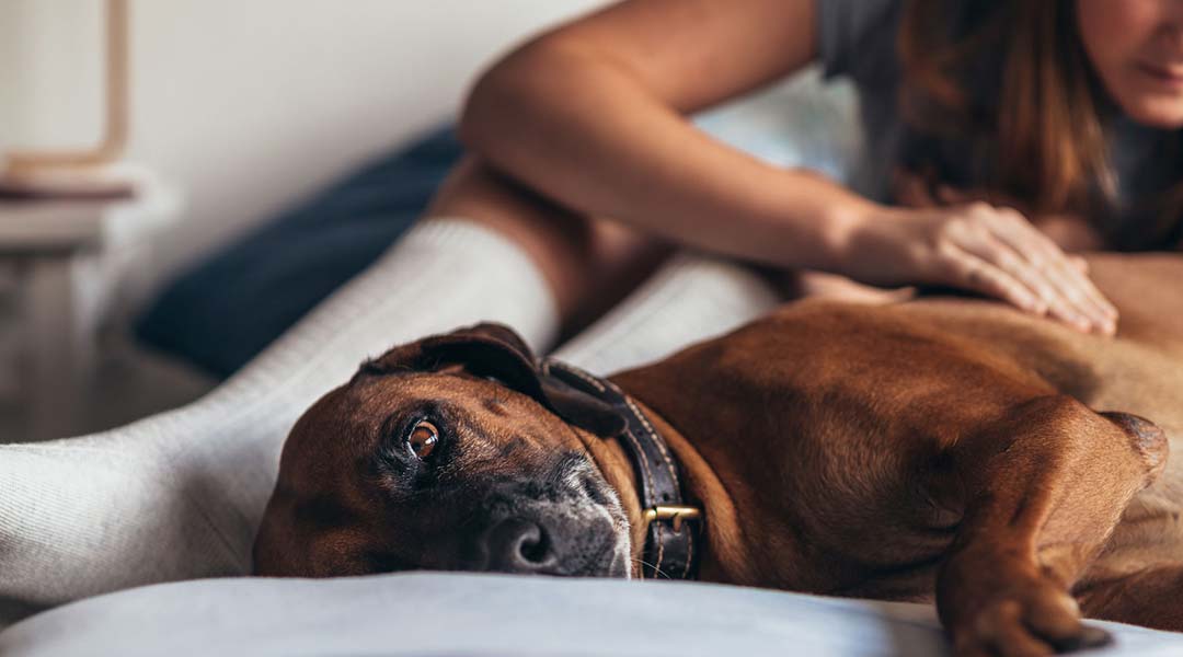 Dog Lying On Bed, While Woman Checks His Skin