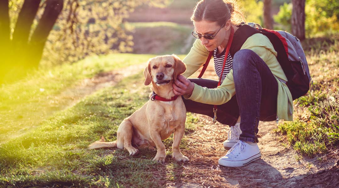 Woman picking a tick on dog fur