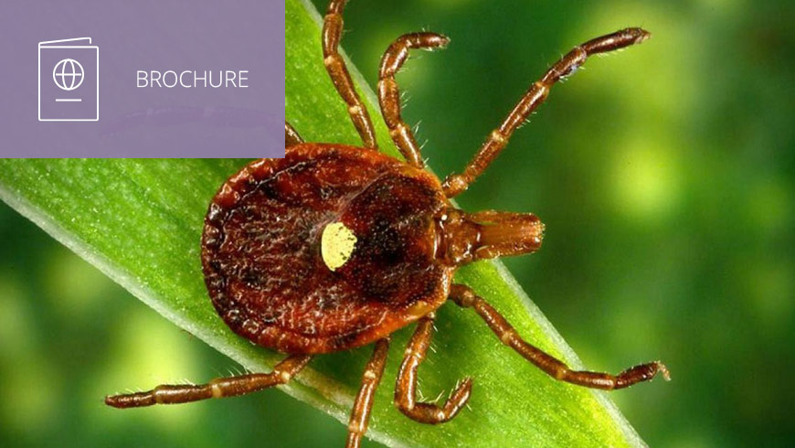 Photo of lone star tick with white sans-serif type to left on muted lavender background with brochure icon