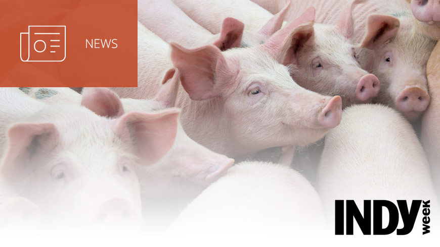 Photo of pigs with INDY Week logo and white sans-serif type in upper left on dark orange background with news icon