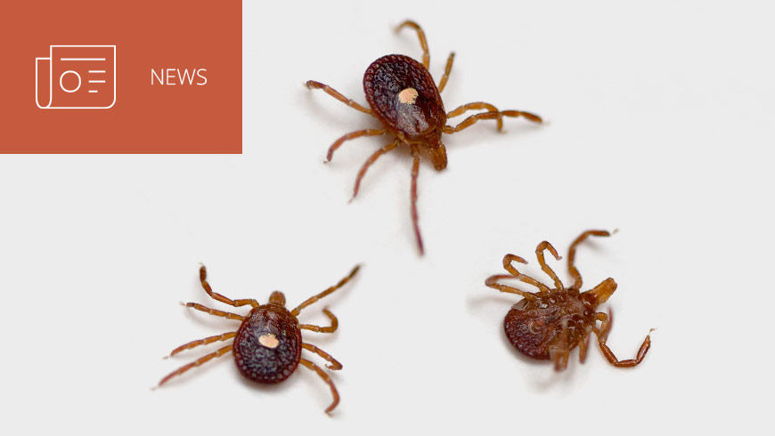 Photo of lone star ticks and white sans-serif type in upper left on dark orange background with news icon